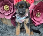 Small Photo #3 German Shepherd Dog Puppy For Sale in HONEY BROOK, PA, USA