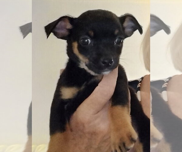 Medium Photo #3 Chihuahua-Unknown Mix Puppy For Sale in Grafton, WI, USA