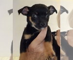 Small Photo #3 Chihuahua-Unknown Mix Puppy For Sale in Grafton, WI, USA