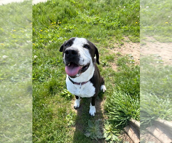Medium Photo #9 American Staffordshire Terrier-Mastiff Mix Puppy For Sale in Pierceton , IN, USA