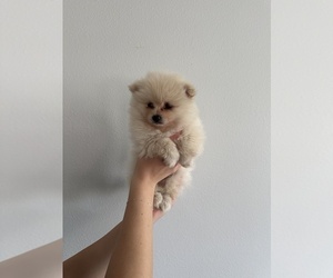 Pomeranian Puppy for Sale in FERNDALE, Washington USA