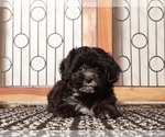 Small #2 ShihPoo