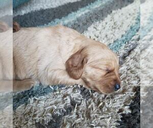 Golden Retriever Puppy for sale in BLAIR, WI, USA