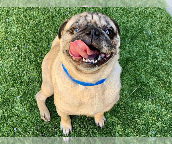 Medium Photo #1 Pug-Unknown Mix Puppy For Sale in Moreno Valley, CA, USA
