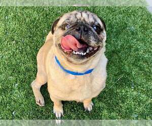 Pug-Unknown Mix Dogs for adoption in Moreno Valley, CA, USA