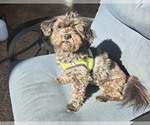 Small Photo #4 Maltipoo (Toy) Puppy For Sale in Spring, TX, USA