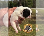 Small Photo #3 French Bulldog Puppy For Sale in SPRING HILL, FL, USA