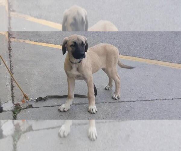 Medium Photo #2 Kangal Dog Puppy For Sale in East Garafraxa, Ontario, Canada