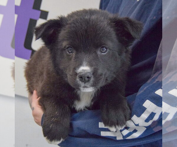 Medium Photo #3 Golden Retriever-Unknown Mix Puppy For Sale in Huntley, IL, USA