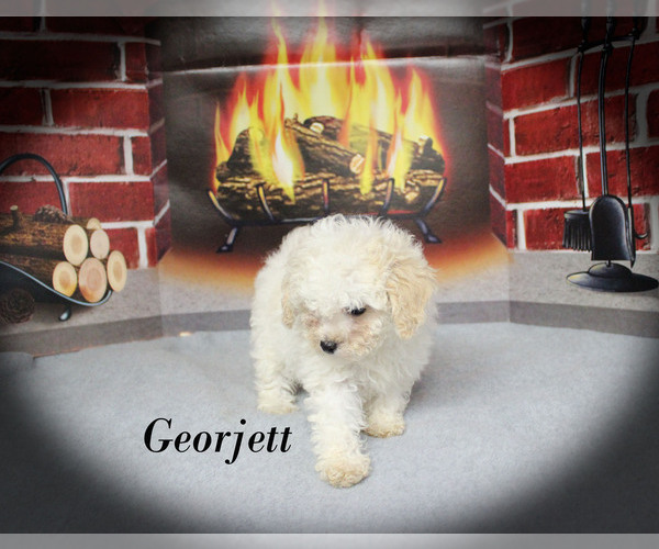 Medium Photo #1 Poodle (Toy) Puppy For Sale in CHANUTE, KS, USA