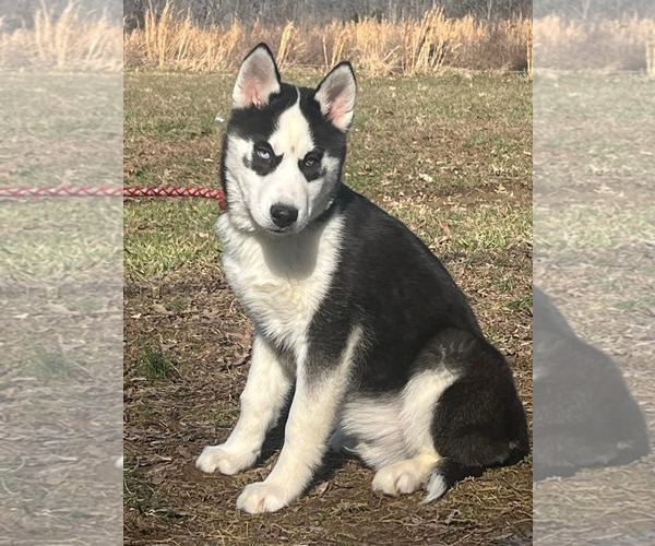 Medium Photo #7 Siberian Husky Puppy For Sale in HOPKINSVILLE/PRINCETON, KY, NH, USA