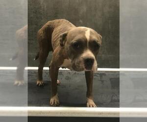 American Bulldog-Unknown Mix Dogs for adoption in Conroe, TX, USA