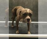 Small American Bulldog Mix