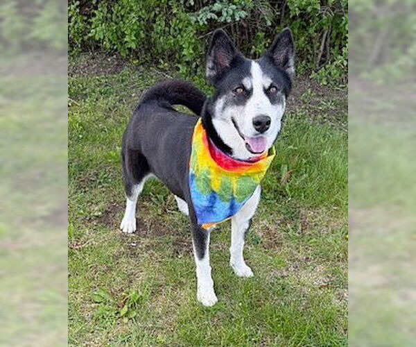 Medium Photo #7 Huskies -Unknown Mix Puppy For Sale in Genesee, WI, USA