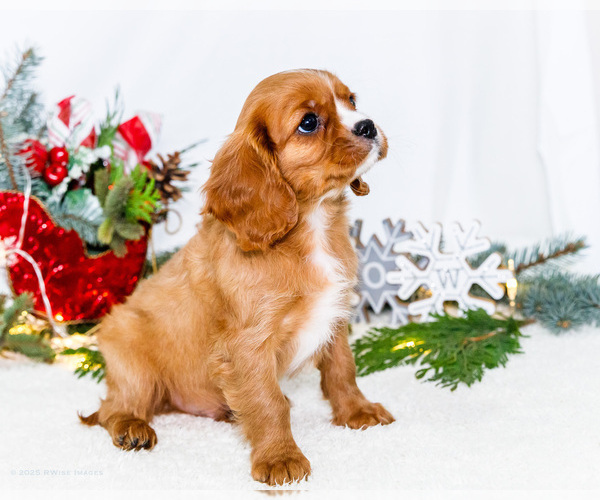 Medium Photo #8 Cavalier King Charles Spaniel Puppy For Sale in WAKARUSA, IN, USA