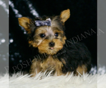 Small #4 Yorkshire Terrier