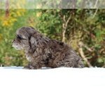 Small #52 ShihPoo
