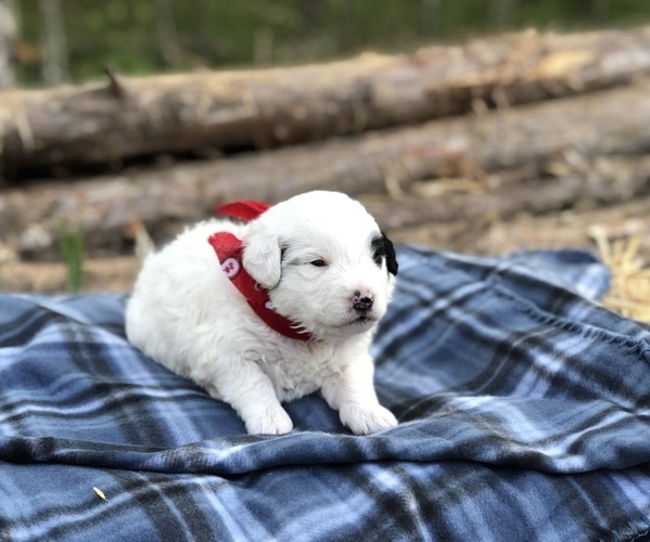 Full screen Photo #4 Poodle (Toy)-Texas Heeler Mix Puppy For Sale in MARQUAND, MO, USA