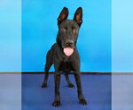 Small #1 German Shepherd Dog Mix