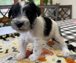 Puppy Puppy 2 Schnauzer (Miniature)