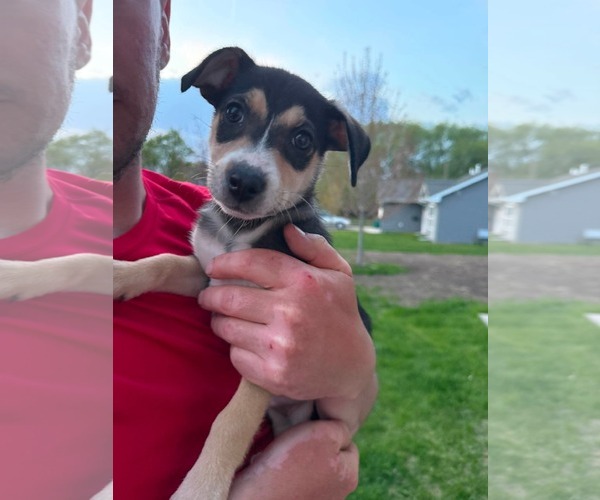 Medium Photo #4 Australian Terrier-German Shepherd Dog Mix Puppy For Sale in Duluth, MN, USA