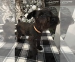Small #6 Schnauzer (Miniature)