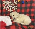 Small Photo #11 English Cream Golden Retriever Puppy For Sale in DEARBORN, MO, USA