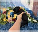 Small #3 Cane Corso