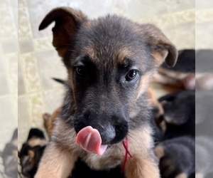 German Shepherd Dog Puppy for sale in PITTSBORO, IN, USA