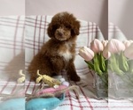 Small #16 Goldendoodle (Miniature)