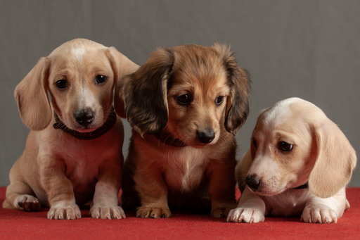 Medium Photo #21 Dachshund Puppy For Sale in CROWLEY, TX, USA
