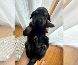 Dachshund Puppy for sale in SALEM, IN, USA