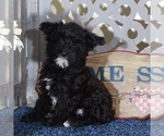 Small #2 YorkiePoo