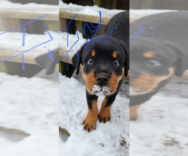 Medium Photo #5 Rottweiler Puppy For Sale in GENEVA, NY, USA