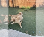 Small Photo #2 Golden Retriever Puppy For Sale in ROSEVILLE, CA, USA