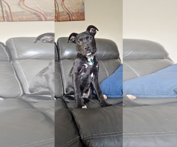 Medium Photo #6 Labrador Retriever-Unknown Mix Puppy For Sale in Clarkston, MI, USA