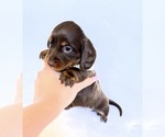 Small #5 Dachshund
