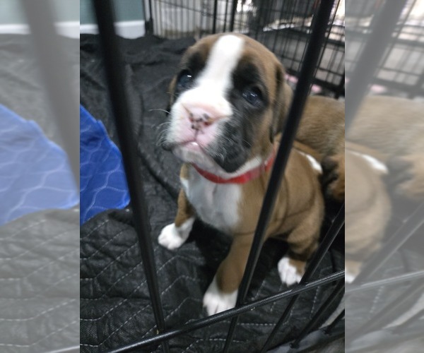 Medium Photo #3 Boxer Puppy For Sale in GALLOWAY, NJ, USA