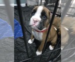 Small #2 Boxer