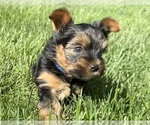 Small #6 Yorkshire Terrier