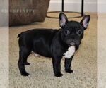 Small Photo #7 Faux Frenchbo Bulldog Puppy For Sale in EPHRATA, PA, USA