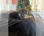 Small Photo #7 German Shepherd Dog Puppy For Sale in RISING SUN, IN, USA