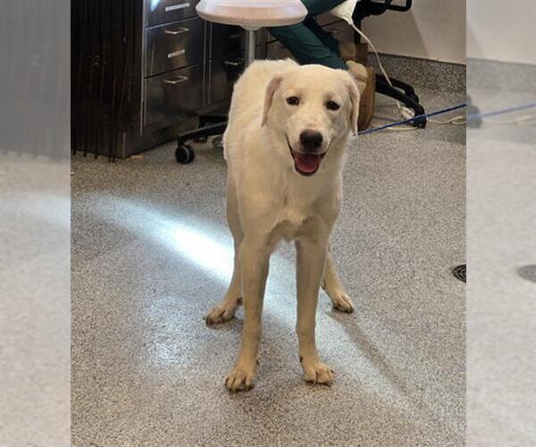 Medium Photo #1 Great Pyrenees Puppy For Sale in Houston, TX, USA