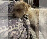 Small Photo #4 Mutt Puppy For Sale in Corona, CA, USA