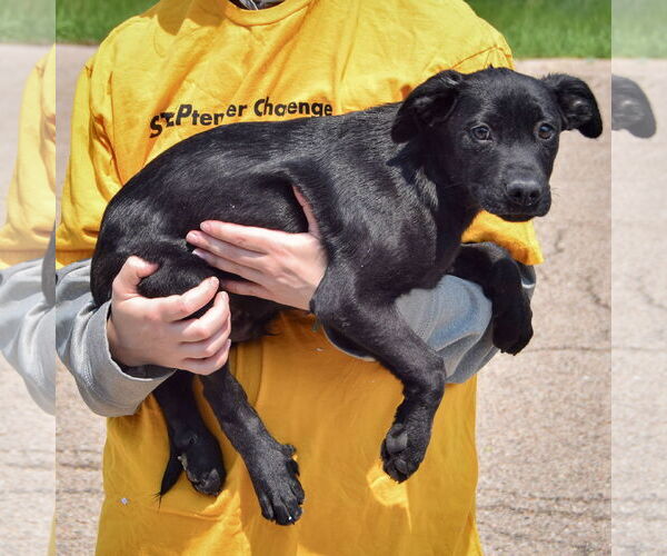 Medium Photo #3 American Staffordshire Terrier-Unknown Mix Puppy For Sale in Huntley, IL, USA