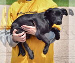 Small #2 American Staffordshire Terrier Mix
