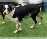 Small #2 Australian Shepherd