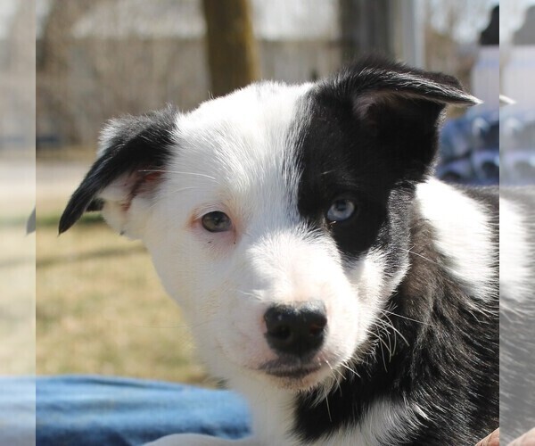 Medium Photo #5 Australian Cattle Dog-Border Collie Mix Puppy For Sale in LEHIGH, IA, USA