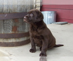 Small Photo #2 Labrador Retriever Puppy For Sale in LITTLETON, CO, USA