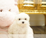 Small Photo #9 Maltese Puppy For Sale in LOS ANGELES, CA, USA